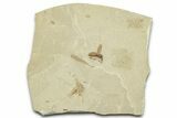 Detailed Fossil Weevil (Snout Beetle) - Green River Formation #360231-1